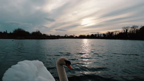 Wide,-slow-motion-shot-during-sunset,-as-a-swan-swims-in-the-frame-from-left,-copped-out-the-half-of-the-bird