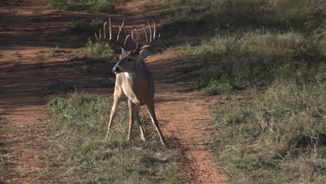 a-whitetail-buck-in-texas