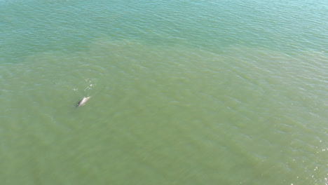 Tomas-De-Drones-De-Delfines-Nadando-En-El-Océano
