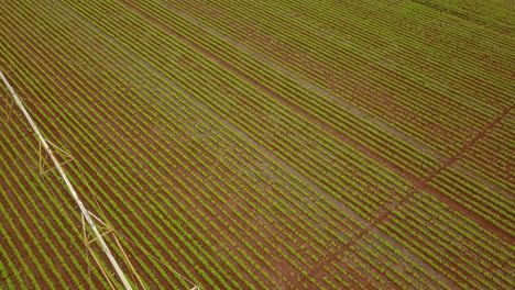 High-altitude-birds-eye-view-shot-over-a-crop-field-with-an-industrial-irrigation-system