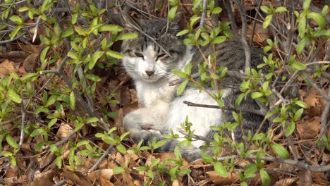 Sleepy-white-grey-cat-in-a-bush-blinking-his-eyes-trying-to-get-a-nap