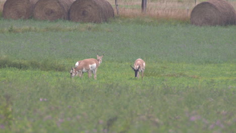 Antilope-In-South-Dakota-Antilope-In-South-Dakota