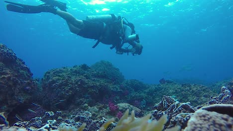 Ein-Zeitlupenvideo-Eines-Unterwasserkameramanns,-Der-Meereslebewesen-Filmt,-Während-Er-über-Einem-Tropischen-Riff-Schwimmt