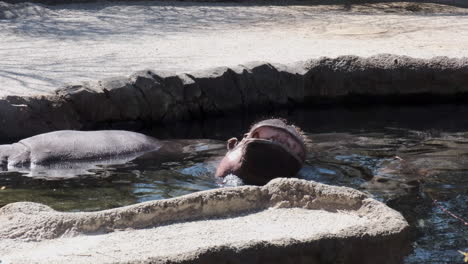 Hipopótamo-Abriendo-Su-Gran-Boca-Enorme-Y-Mostrando-Sus-Dientes