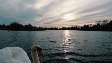 Wide-angle-shot-as-a-big-white-swan-swims-close-to-the-camera,-beautiful-sunset-over-a-lake