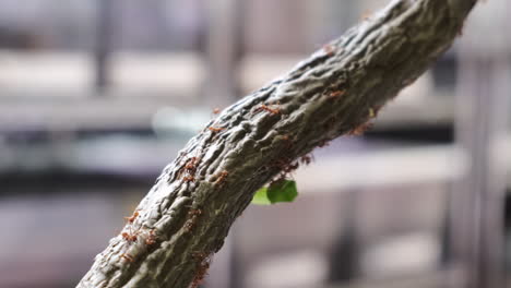 Closeup-shot-of-leaf-cutter-ants-climbing-up-a-small-tree