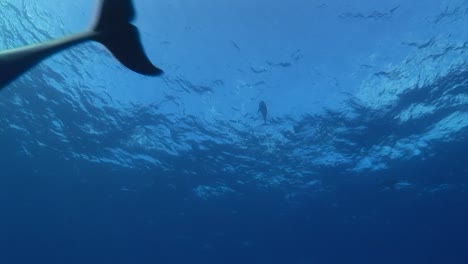Delfines-Nariz-De-Botella,-Tursiops-Truncatus-Se-Acercan-Desde-La-Superficie-En-Agua-Azul-Clara-Del-Océano-Pacífico-Sur