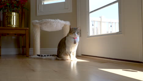 Cute-and-active-house-cat-playing-with-a-string---static-slow-motion