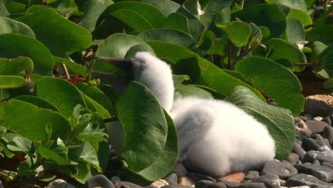 A-young-white-atoba-seabird-calls-out-while-sitting-on-some-pebbles