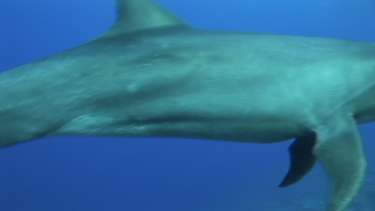 бутылконосые дельфины, tursiops truncatus, входят в кадр в прозрачной  голубой воде южной части тихого океана и плывут перед камерой