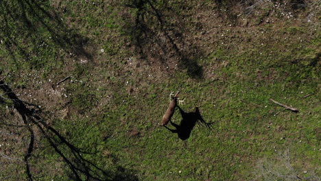 a-drone-shot-of-a-big-whitetail-buck