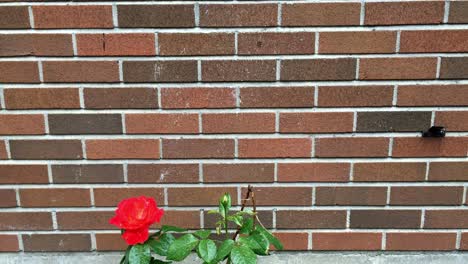Nahaufnahme-Einer-Nassen-Blume-Vor-Einem-Backsteinmauerhintergrund