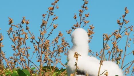 Nahaufnahme-Eines-Weißen-Atoba-Seevogels,-Der-In-Gras-Sitzt-Und-Ruft