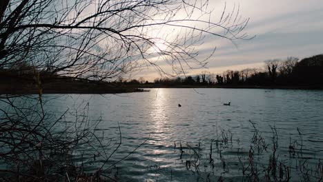 Still-shot-of-a-peacefully-sunset-scene-at-a-lake,-with-ducks-swimming-around