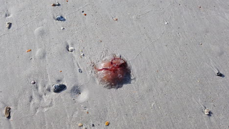 Eine-Tote-Qualle-Am-Strand