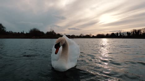 Huge-white-swan-floating-near-to-the-camera-on-a-lake,-low-angle-shot-as-the-wing-ruffling-its-feathers