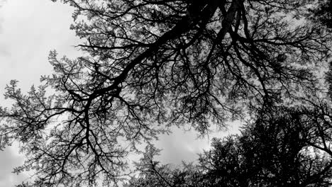 Haunting-ground-shot-of-towering-trees-in-black-and-white