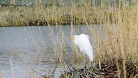 Great-egret-takes-a-break-from-building-its-nest-in-a-marsh---static