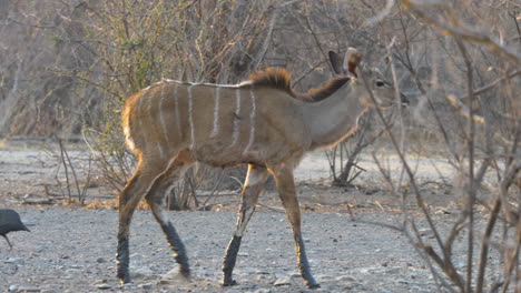 Ein-Einsamer-Weiblicher-Kudu-Mit-Schlammigen-Beinen-Geht-Zwischen-Den-Bäumen-Im-Südlichen-Afrika-Spazieren
