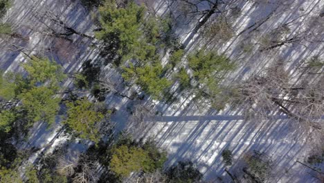 Slowly-sliding-above-a-snowmobile-trail-in-a-snowy-forest-with-long-diagonal-shadows-AERIAL-TOP-DOWN