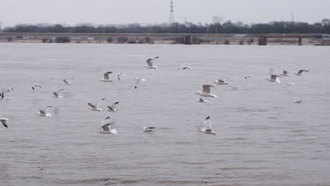 A-flock-of-ring-billed-seagulls-fly-low-and-in-slow-motion-over-the-Mississippi-River