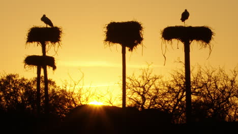 Beautiful-wide-shot-of-storks-on-their-nests,-one-comes-in-to-land