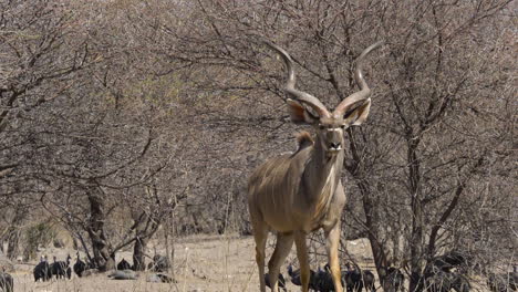 A-mature-kudu-bull-with-large,-spiral-horns-walks-in-slow-motion-towards-the-camera