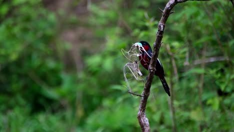Materials-for-nest-building-in-the-mouth-then-a-butterfly-flies-by-at-the-background,-Black-and-red-Broadbill,-Cymbirhynchus-macrorhynchos,-Kaeng-Krachan-National-Park,-Thailand