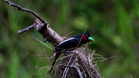 With-more-nesting-materials-in-its-mouth-then-drops-them-to-add-to-its-structure,-Black-and-red-Broadbill,-Cymbirhynchus-macrorhynchos,-Kaeng-Krachan-National-Park,-Thailand