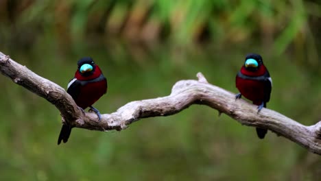 Dos-Individuos-Mirando-Hacia-El-Frente-Mirando-Alrededor-Y-Bostezando,-Pico-Ancho-Negro-Y-Rojo,-Cymbirhynchus-Macrorhynchos,-Parque-Nacional-Kaeng-Krachan,-Tailandia