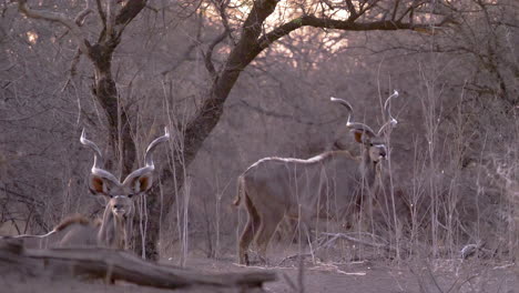 The-sun-sets-behind-two-kudu-bulls-who-stand-in-front-of-a-tree-and-stare-off-into-the-distance-before-walking-out-of-frame