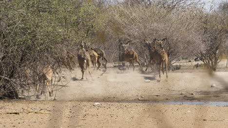 A-large-herd-of-kudus-graze-in-the-dry-heat-until-they-are-startled-and-run-away,-leaving-behind-a-cloud-of-dust-and-flock-of-guinea-fowl