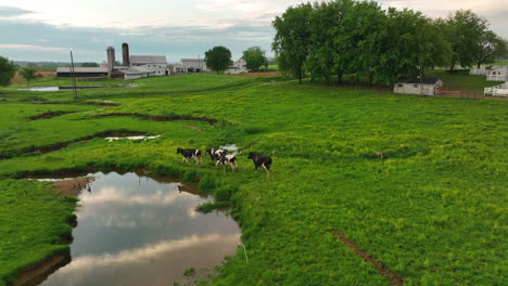 Las-Vacas-Corren-En-El-Pasto-En-Un-Día-Lluvioso-De-Primavera