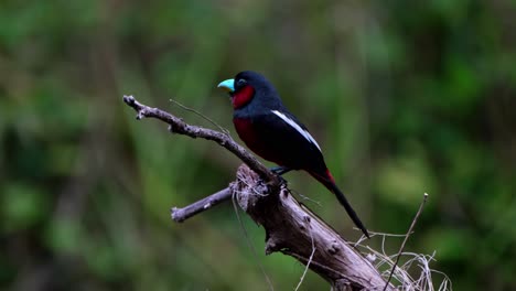 Seen-on-top-of-the-branch-facing-to-the-left-as-it-looks-around,-Black-and-red-Broadbill,-Cymbirhynchus-macrorhynchos,-Kaeng-Krachan-National-Park,-Thailand