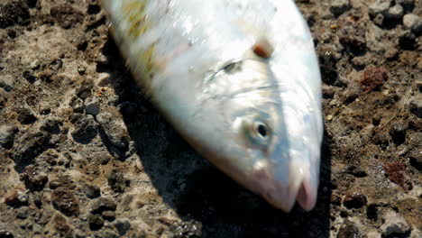 A-trevally-fish-surviving-when-it's-dropped-on-the-ground