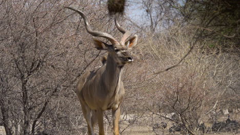 Ein-Mächtiger-Kudu-Stier-Mit-Spiralförmigen-Hörnern-Geht-In-Zeitlupe-Auf-Die-Kamera-Zu