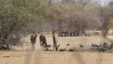 Four-kudus-graze-the-dry-land-surrounded-by-trees-and-a-flock-of-guineafowl