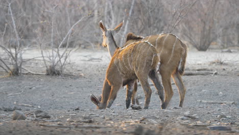 Zwei-Schöne-Weibliche-Kudus-Suchen-Nach-Nahrung-Im-Trockenen-Klima-Von-Botswana,-Afrika