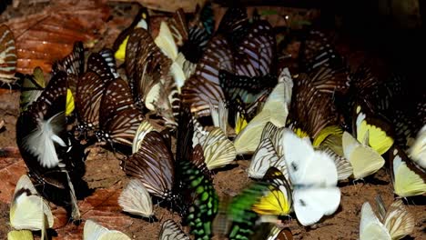 Dunkelblauer-Glasiger-Tiger-Unter-Der-Morgensonne-Mit-Einigen-Anderen-Gelben-Schmetterlingen,-Ideopsis-Vulgaris-Macrina,-Kaeng-Krachan-Nationalpark,-Thailand
