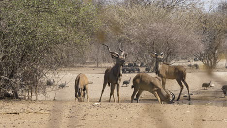A-small-kudu-herd-graze-dry-land-surrounded-by-trees-and-a-flock-of-guineafowl