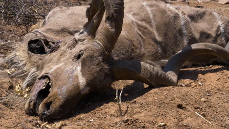 A-closeup-shot-on-the-face-of-a-dead-male-kudu-lying-in-the-dirt