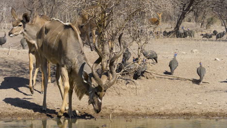 Ein-Kudu-Stier-Mit-Spiralhörnern-Dreht-Seinen-Kopf-Und-Greift-Nach-Unten,-Um-In-Zeitlupe-Etwas-Wasser-Zu-Trinken