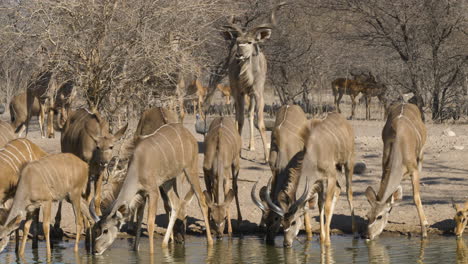 Eine-Junge-Kudu-Herde-Genießt-Es,-Aus-Einem-Wasserloch-Zu-Trinken,-Während-Ein-Majestätischer-Bulle-Von-Hinten-Auf-Sie-Zukommt