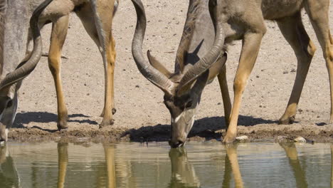 Teleaufnahme-Von-Zwei-Kudu-Bullen,-Die-In-Zeitlupe-Friedlich-Aus-Einem-Wasserloch-Trinken