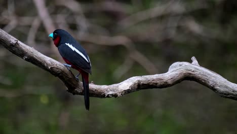 Two-individuals-seen-from-their-backs-perched-on-a-branch-then-the-one-on-the-right-flies-away,-Black-and-red-Broadbill,-Cymbirhynchus-macrorhynchos,-Kaeng-Krachan-National-Park,-Thailand