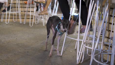 Two-tone-grey-hound-resting-against-metal-bar-seats