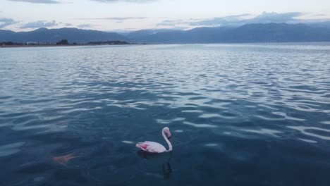 Lonely-White-Pink-Flamingo-Swim-and-Rest-in-Sea,-Greece---Static-Shot