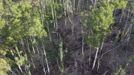 Slowly-rising-drone-footage-of-the-Wombat-State-Forest-with-recovering-trees-near-Lyonville,-9-months-after-a-severe-storm-on-10-June-2021,-Victoria,-Australia