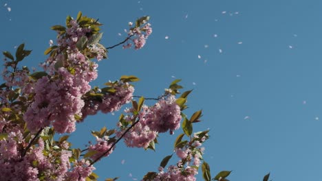 Sakura-flower-petals-flying-in-the-wind-against-blue-sky,-slow-motion