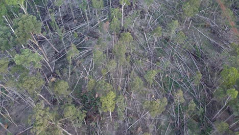 Slow-moving-drone-footage-of-the-Wombat-State-Forest-with-fallen-trees-near-Lyonville,-9-months-after-a-severe-storm-on-10-June-2021,-Victoria,-Australia